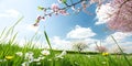 Spring background with grass and blue sky Royalty Free Stock Photo