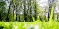 Bright fresh Spring banner with rays of light from a sunburst shining on a lush grassy green meadow