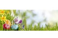 Bright fresh spring Easter banner with eggs Royalty Free Stock Photo