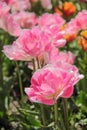 Bright fresh spring flowers tulip on blurred background. Pink tulips against green foliage Royalty Free Stock Photo