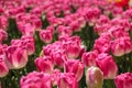 Bright fresh spring flowers tulip on blurred background. Pink tulips against green foliage Royalty Free Stock Photo