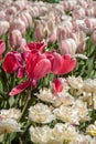 Bright fresh spring flowers tulip on blurred background. Pink tulips against green foliage Royalty Free Stock Photo