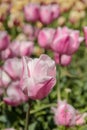 Bright fresh spring flowers tulip on blurred background. Pink tulips against green foliage Royalty Free Stock Photo