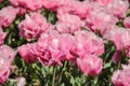 Bright fresh spring flowers tulip on blurred background. Pink tulips against green foliage Royalty Free Stock Photo