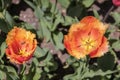 Bright fresh spring flowers tulip on blurred background