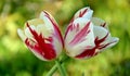 Bright two red with white tulips in the garden close-up. Royalty Free Stock Photo