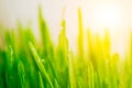 Bright fresh vibrant spring green grass close-up with some rain drops under bright warm sun light Royalty Free Stock Photo