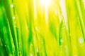 Bright fresh vibrant spring green grass close-up with some rain drops under bright warm sun light Royalty Free Stock Photo