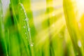 Bright fresh vibrant spring green grass close-up with sun rays between the leaves Royalty Free Stock Photo