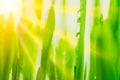 Bright fresh vibrant spring green grass close-up with sun rays between the leaves Royalty Free Stock Photo