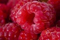 Bright fresh vitaminous raspberry closeup