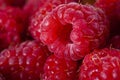 Bright fresh vitaminous raspberry closeup