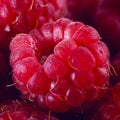 Bright fresh vitaminous raspberry closeup