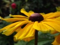 Bright fresh yellow Rudbeckia fulgida `Goldsturm` flower close up in late autumn Royalty Free Stock Photo