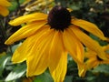 Bright fresh yellow Rudbeckia fulgida `Goldsturm` flower close up in late autumn Royalty Free Stock Photo