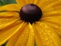 Bright freshly water yellow Rudbeckia fulgida `Goldsturm` flower close up in late autumn