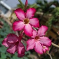 Bright fuchsia Adenium flowers