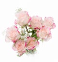 Bright fuchsia bush roses soft against white background