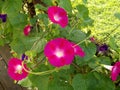 Bright Fuchsia colored Morning Glory flowers