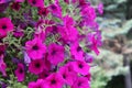 Bright fuchsia colored petunias Royalty Free Stock Photo