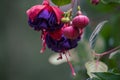 Bright fuchsia growing on vines in summer months Royalty Free Stock Photo