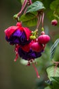 Bright fuchsia growing on vines in summer months Royalty Free Stock Photo