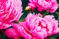 Bright fuchsia peonies on blurry background