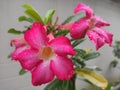 Bright Fuchsia pink frangipani flowers