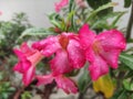 Bright Fuchsia pink frangipani flowers