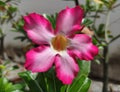 Bright Fuchsia pink frangipani flowers