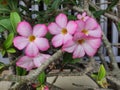 Bright Fuchsia pink frangipani flowers