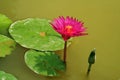 Fuchsia waterlily bloom rises above lilypads in pond