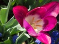 Bright Fuchsia and white Tulip blossom