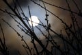 Bright full moon behind some tree branches