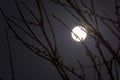 Bright full moon behind some tree branches