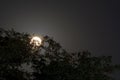 Bright full moon behind some tree branches