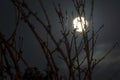 Bright full moon behind some tree branches