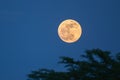 Moon over trees Royalty Free Stock Photo