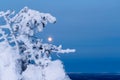 Bright full moon shines through the snow-covered branches of a tree on a winter evening in the Arctic. Winter cold evening Royalty Free Stock Photo