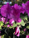 Bright fuschia colored azalea