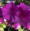 Bright fuschia colored azalea