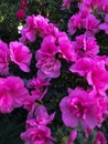 Bright fuschia colored azalea