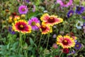 Bright gaillardia flowers in the summer garden