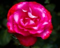 Bright Gardenia Bloom Royalty Free Stock Photo