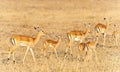 Bright gazelles Royalty Free Stock Photo