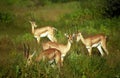 Bright gazelles, Samburu Game Reserve, Kenya Royalty Free Stock Photo