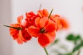 Bright geranium flower