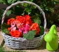 Bright geranium flowers in a basket.