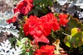 Bright geranium flowers