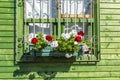 Bright geranium flowers on the window of a green wooden house, closeup